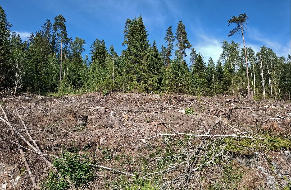 Skogshogst, felt.