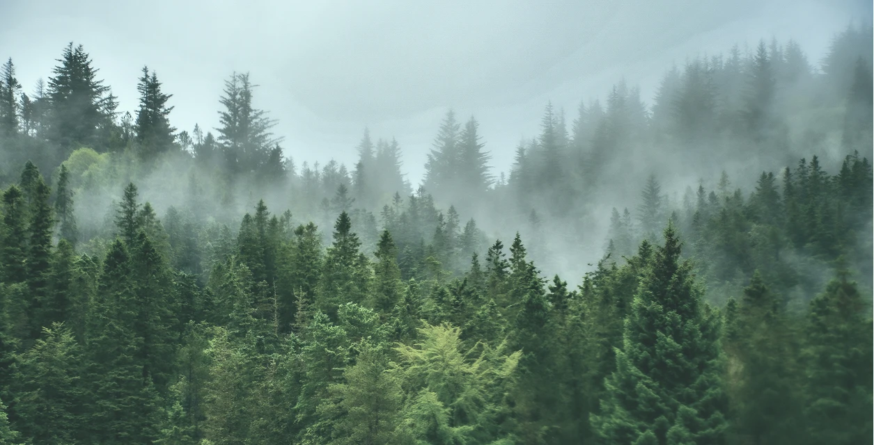 Norsk skog